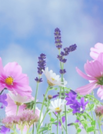 Shirley F. Betts Obituary
